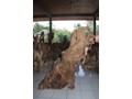 bwd-tree14